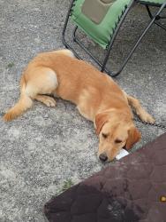 Found/Stray Male Dog last seen Near Oak road, Rutledge TN, Rutledge, TN 37861