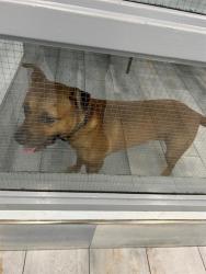 Shelter Stray Male Dog last seen CHARLOTTE, 8315 Byrum Dr, Charlotte, NC 28217, USA
