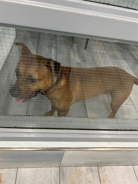 Shelter Stray Male Dog last seen CHARLOTTE, 8315 Byrum Dr, Charlotte, NC 28217, USA