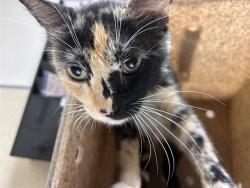 Shelter Stray Female Cat last seen Near BLOCK VAN BUREN BLVD, JURUPA VALLEY CA 92509, 6851 Van Buren Boulevard, Jurupa Valley, CA 92509, USA