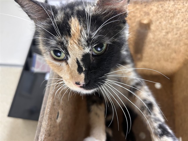 Shelter Stray Female Cat last seen Near BLOCK VAN BUREN BLVD, JURUPA VALLEY CA 92509, 6851 Van Buren Boulevard, Jurupa Valley, CA 92509, USA