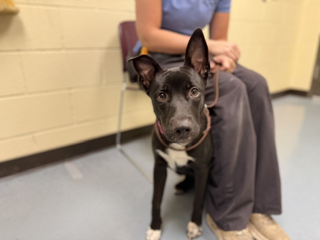 Shelter Stray Female Dog last seen Near BLOCK COLFAX AVE LAKEWOOD CO 80214, 1241 W Bayaud Ave, Denver, CO 80223, USA