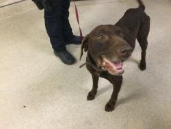 Shelter Stray Male Dog last seen Near BLOCK ARCHER ST, JURUPA VALLEY, CA, 6851 Van Buren Boulevard, Jurupa Valley, CA 92509, USA