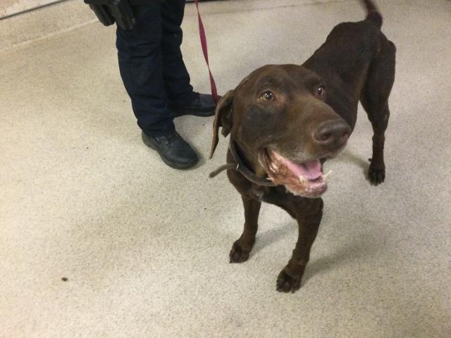 Shelter Stray Male Dog last seen Near BLOCK ARCHER ST, JURUPA VALLEY, CA, 6851 Van Buren Boulevard, Jurupa Valley, CA 92509, USA