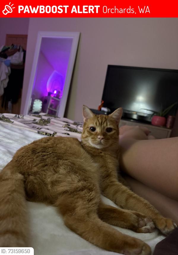 Lost Male Cat last seen 48th st, Orchards, WA 98682