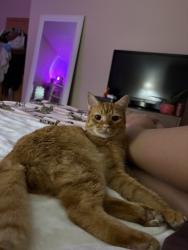 Lost Male Cat last seen 48th st, Orchards, WA 98682