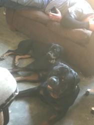 Lost Male Dog last seen Spout springs rd, Flowery Branch, GA 30542