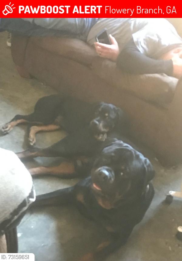 Lost Male Dog last seen Spout springs rd, Flowery Branch, GA 30542
