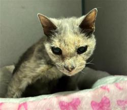 Shelter Stray Female Cat last seen Near BLOCK NELSON ST, BAKERSFIELD CA 93305, 3951 Fruitvale Ave, Bakersfield, CA 93308, USA