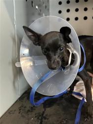 Shelter Stray Female Dog last seen Near BLOCK E PINE AVE, FRESNO CA 93728 2029, 5277 E Airways Blvd, Fresno, CA 93727, USA