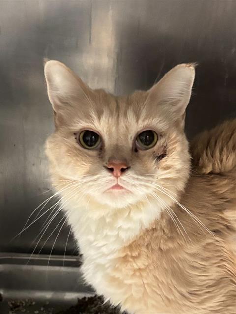 Shelter Stray Male Cat last seen Near BLOCK CHISM TRL, ONYX CA 93255, 3951 Fruitvale Ave, Bakersfield, CA 93308, USA