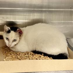 Shelter Stray Unknown Cat last seen SUNFISH LN, ALTOONA, 12280 County Rd 448, Tavares, FL 32778, USA