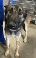 Shelter Stray Male Dog last seen Near BLOCK S STATE ST, HEMET, CA, 581 S Grand Ave, San Jacinto, CA 92582, USA