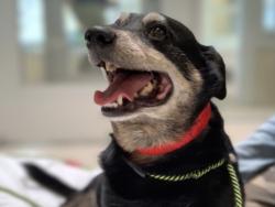 Shelter Stray Male Dog last seen , 3201 Lacy St, Los Angeles, CA 90031, USA