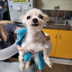 Shelter Stray Male Dog last seen , 3201 Lacy St, Los Angeles, CA 90031, USA