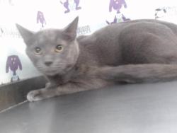Shelter Stray Male Cat last seen , 2769 Conroy Rd, Orlando, FL 32839, USA
