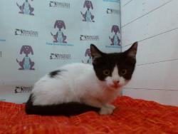 Shelter Stray Male Cat last seen , 2769 Conroy Rd, Orlando, FL 32839, USA