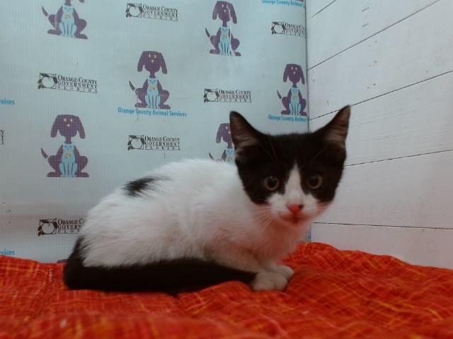 Shelter Stray Male Cat last seen , 2769 Conroy Rd, Orlando, FL 32839, USA