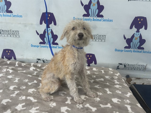 Shelter Stray Female Dog last seen , 2769 Conroy Rd, Orlando, FL 32839, USA