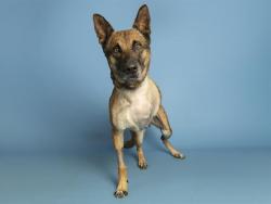 Shelter Stray Female Dog last seen 59TH AVE AND MCDOWELL, 5501 E Van Buren St, Phoenix, AZ 85008, USA