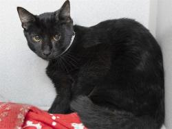 Shelter Stray Male Cat last seen , 5501 E Van Buren St, Phoenix, AZ 85008, USA