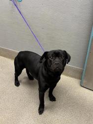 Shelter Stray Male Dog last seen RAINBOW AND WARM SPRINGS, 655 N Mojave Rd, Las Vegas, NV 89101, USA