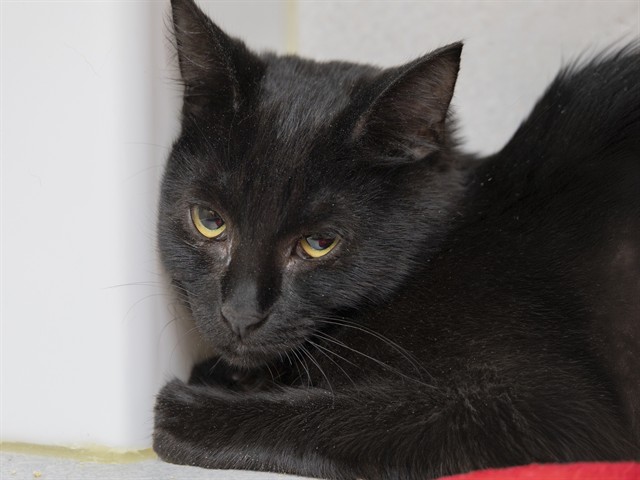 Shelter Stray Female Cat last seen , 5501 E Van Buren St, Phoenix, AZ 85008, USA