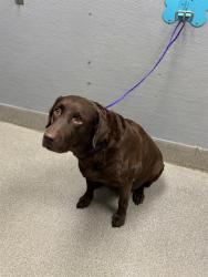 Shelter Stray Female Dog last seen Near BLOCK W TROPICANA AVE, LAS VEGAS NV 89147, 655 N Mojave Rd, Las Vegas, NV 89101, USA