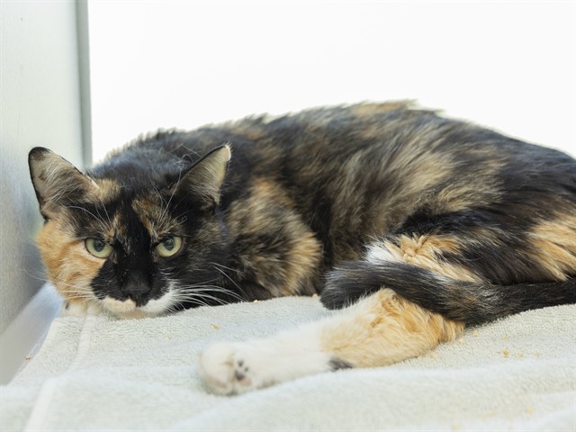 Shelter Stray Female Cat last seen HATCHER / 7TH ST, 5501 E Van Buren St, Phoenix, AZ 85008, USA