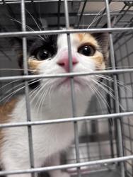 Shelter Stray Female Cat last seen Near BLK OF PENNWOOD AVE, 655 N Mojave Rd, Las Vegas, NV 89101, USA
