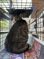 Shelter Stray Male Cat last seen Near BLOCK TYLER ST, HOLLYWOOD FL 33021, 2400 SW 42nd St, Fort Lauderdale, FL 33312, USA
