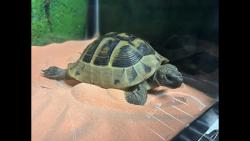 Shelter Stray Female Reptile last seen Near BLK E SPRING ST, LONG BEACH, CA 90815, 7700 E Spring St, Long Beach, CA 90815, USA