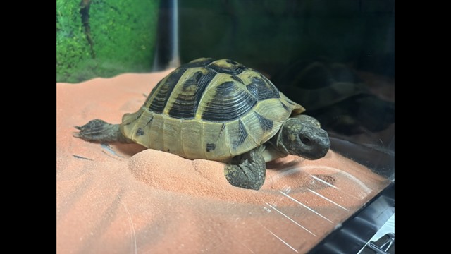 Shelter Stray Female Reptile last seen Near BLK E SPRING ST, LONG BEACH, CA 90815, 7700 E Spring St, Long Beach, CA 90815, USA