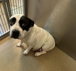 Shelter Stray Female Dog last seen , 38550 Sierra Hwy, Palmdale, CA 93550, USA