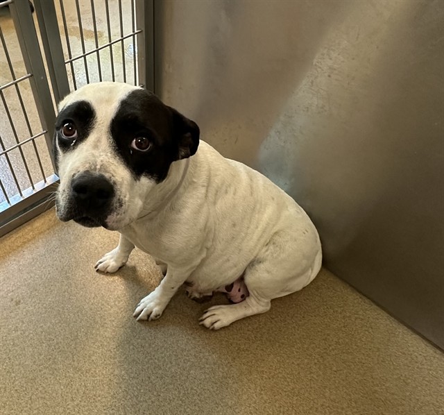 Shelter Stray Female Dog last seen , 38550 Sierra Hwy, Palmdale, CA 93550, USA