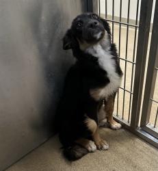Shelter Stray Female Dog last seen , 38550 Sierra Hwy, Palmdale, CA 93550, USA