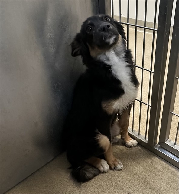 Shelter Stray Female Dog last seen , 38550 Sierra Hwy, Palmdale, CA 93550, USA