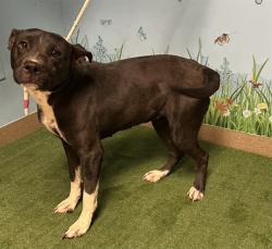 Shelter Stray Female Dog last seen , 38550 Sierra Hwy, Palmdale, CA 93550, USA