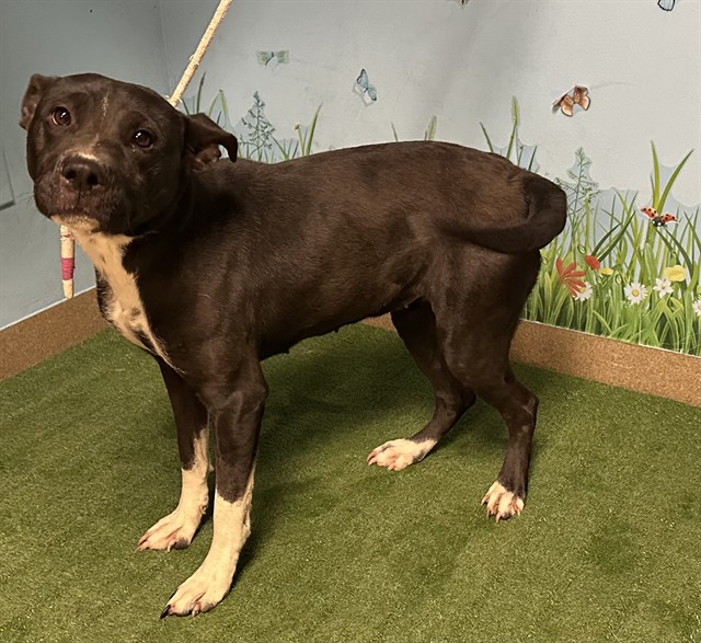 Shelter Stray Female Dog last seen , 38550 Sierra Hwy, Palmdale, CA 93550, USA