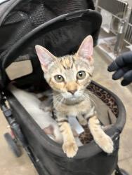 Shelter Stray Female Cat last seen , 14409 Vanowen St, Van Nuys, CA 91405, USA
