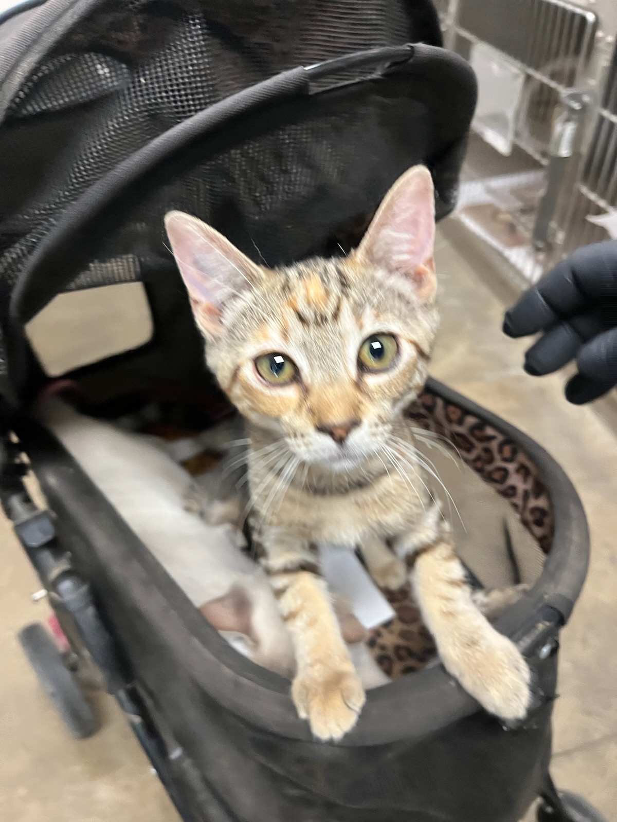 Shelter Stray Female Cat last seen , 14409 Vanowen St, Van Nuys, CA 91405, USA