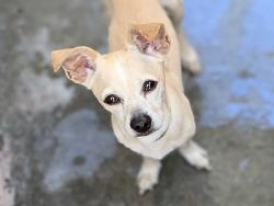 Shelter Stray Male Dog last seen , 957 N Gaffey St, San Pedro, CA 90731, USA