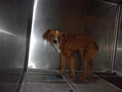 Shelter Stray Male Dog last seen , 14409 Vanowen St, Van Nuys, CA 91405, USA
