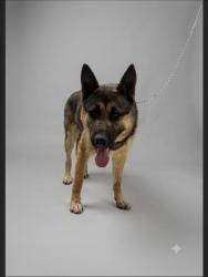 Shelter Stray Male Dog last seen , 957 N Gaffey St, San Pedro, CA 90731, USA