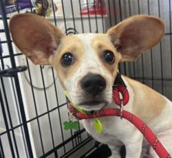 Shelter Stray Male Dog last seen , 14409 Vanowen St, Van Nuys, CA 91405, USA