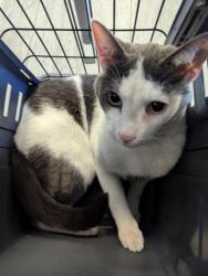 Shelter Stray Male Cat last seen , 2080 S Quebec St, Denver, CO 80231, USA