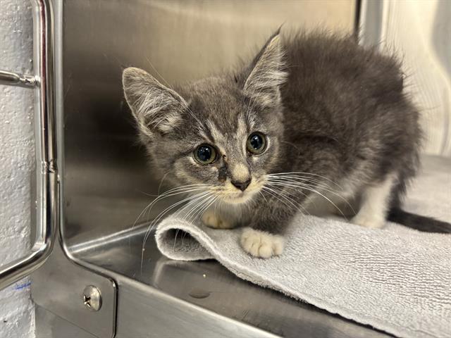 Shelter Stray Female Cat last seen Near, 2600 S Harding St, Indianapolis, IN 46221, USA
