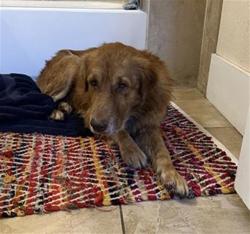 Shelter Stray Male Dog last seen Near BLOCK CAROLINA, 4710 TX-151, San Antonio, TX 78227, USA