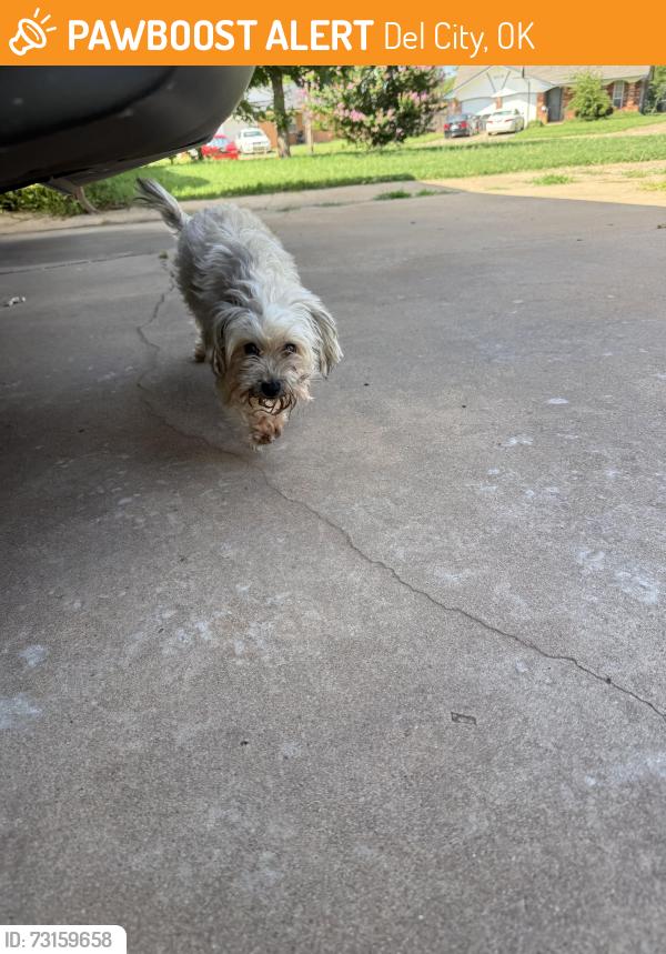 Found/Stray Male Dog last seen 14th st and 14th place Del city, Del City, OK 73115