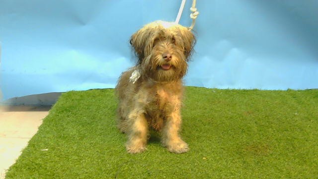 Shelter Stray Male Dog last seen , 216 W Victoria St, Gardena, CA 90248, USA